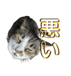 駄猫トマトの日常＆格ゲー会話スタンプ（個別スタンプ：38）