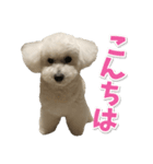 白いトイプードル とまとくん スタンプ 4（個別スタンプ：1）