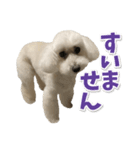 白いトイプードル とまとくん スタンプ 4（個別スタンプ：3）