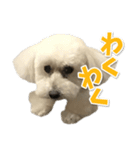 白いトイプードル とまとくん スタンプ 4（個別スタンプ：4）
