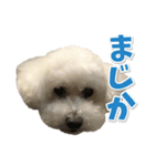 白いトイプードル とまとくん スタンプ 4（個別スタンプ：6）