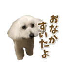 白いトイプードル とまとくん スタンプ 4（個別スタンプ：7）