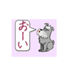 シュナウザー動画_02（個別スタンプ：7）
