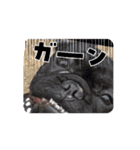 フレンチブルみかん（個別スタンプ：1）