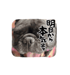 フレンチブルみかん（個別スタンプ：4）