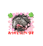 フレンチブルみかん（個別スタンプ：15）