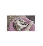 ももちゃん 24-25冬（個別スタンプ：10）