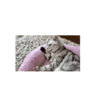 ももちゃん 24-25冬（個別スタンプ：13）