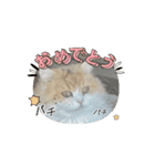にゃにゃにゃの子（個別スタンプ：12）