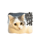にゃにゃにゃの子（個別スタンプ：13）