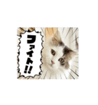にゃにゃにゃの子（個別スタンプ：14）