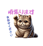 ぶちゃかわ！エキゾチックショートヘア（個別スタンプ：16）