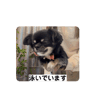 うちの犬ちゃん  ちょびっと動くよスタンプ（個別スタンプ：1）