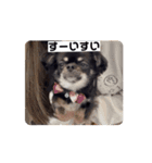 うちの犬ちゃん  ちょびっと動くよスタンプ（個別スタンプ：2）
