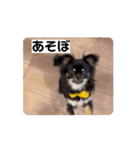 うちの犬ちゃん  ちょびっと動くよスタンプ（個別スタンプ：5）