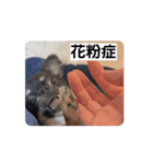 うちの犬ちゃん  ちょびっと動くよスタンプ（個別スタンプ：6）