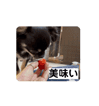 うちの犬ちゃん  ちょびっと動くよスタンプ（個別スタンプ：7）