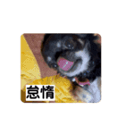 うちの犬ちゃん  ちょびっと動くよスタンプ（個別スタンプ：8）