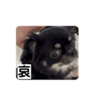 うちの犬ちゃん  ちょびっと動くよスタンプ（個別スタンプ：11）