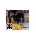 うちの犬ちゃん  ちょびっと動くよスタンプ（個別スタンプ：12）