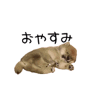 「こつぶ」のいる生活（個別スタンプ：4）