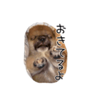 「こつぶ」のいる生活（個別スタンプ：7）