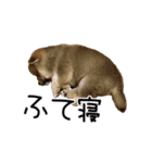 「こつぶ」のいる生活（個別スタンプ：8）