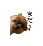 「こつぶ」のいる生活（個別スタンプ：9）