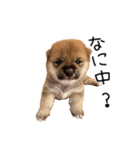 「こつぶ」のいる生活（個別スタンプ：12）