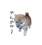 「こつぶ」のいる生活（個別スタンプ：13）