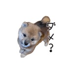 「こつぶ」のいる生活（個別スタンプ：14）