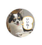 ちーたんスタンプ1（個別スタンプ：1）
