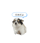 ちーたんスタンプ1（個別スタンプ：5）