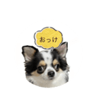 ちーたんスタンプ1（個別スタンプ：7）