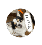ちーたんスタンプ1（個別スタンプ：16）