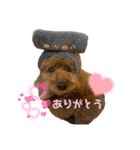 こむぎときなこ  ①（個別スタンプ：9）