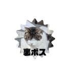 Myにゃんズ～⁠>⁠`⁠)⁠～⁠～⁠～（個別スタンプ：6）
