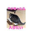 Myにゃんズ～⁠>⁠`⁠)⁠～⁠～⁠～（個別スタンプ：7）