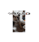 大切なうちの猫（個別スタンプ：5）