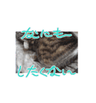 大切なうちの猫（個別スタンプ：7）