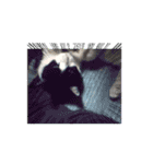 大切なうちの猫（個別スタンプ：13）