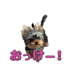 ろあの日常で使えるスタンプ（個別スタンプ：3）