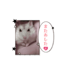 わたちわたあめちゃん（個別スタンプ：5）
