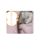わたちわたあめちゃん（個別スタンプ：8）