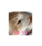 動く猫＊T家O 家とA I三毛（個別スタンプ：1）