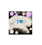 動く猫＊T家O 家とA I三毛（個別スタンプ：2）