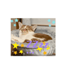 動く猫＊T家O 家とA I三毛（個別スタンプ：3）
