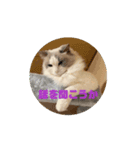 動く猫＊T家O 家とA I三毛（個別スタンプ：4）