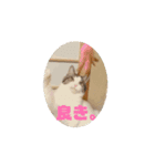 動く猫＊T家O 家とA I三毛（個別スタンプ：5）