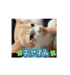 動く猫＊T家O 家とA I三毛（個別スタンプ：6）